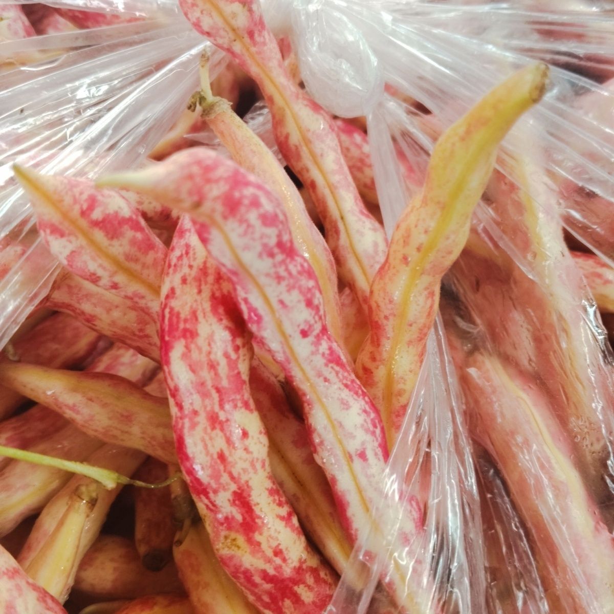 东北黄金钩豆角新鲜沟黄八月忙黄金勾产地新鲜采摘勾勾黄鼓豆面豆