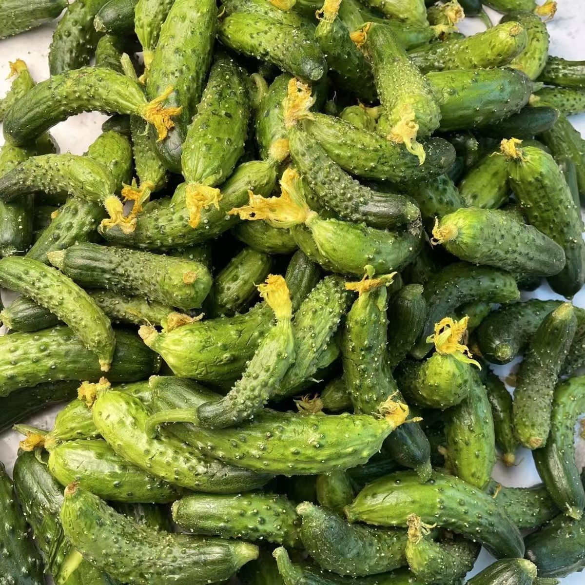 新鲜小旱黄瓜妞大小混装咱们是产地直发腌菜专属整箱便宜蔬菜【7天内发货】