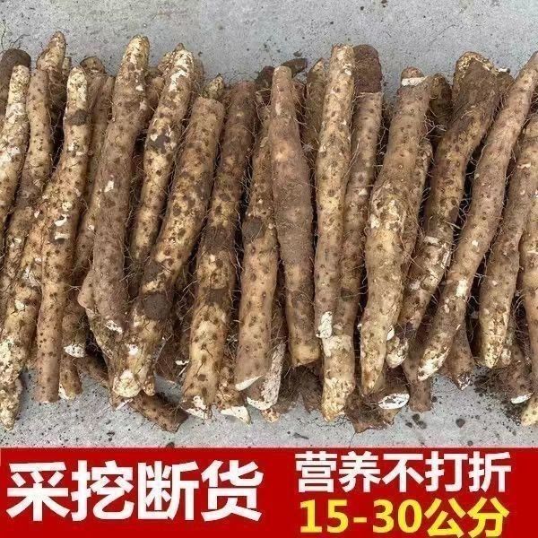 温县真垆土铁棍山葯淮山农家河南特级传统挖断铁棍山药处理价