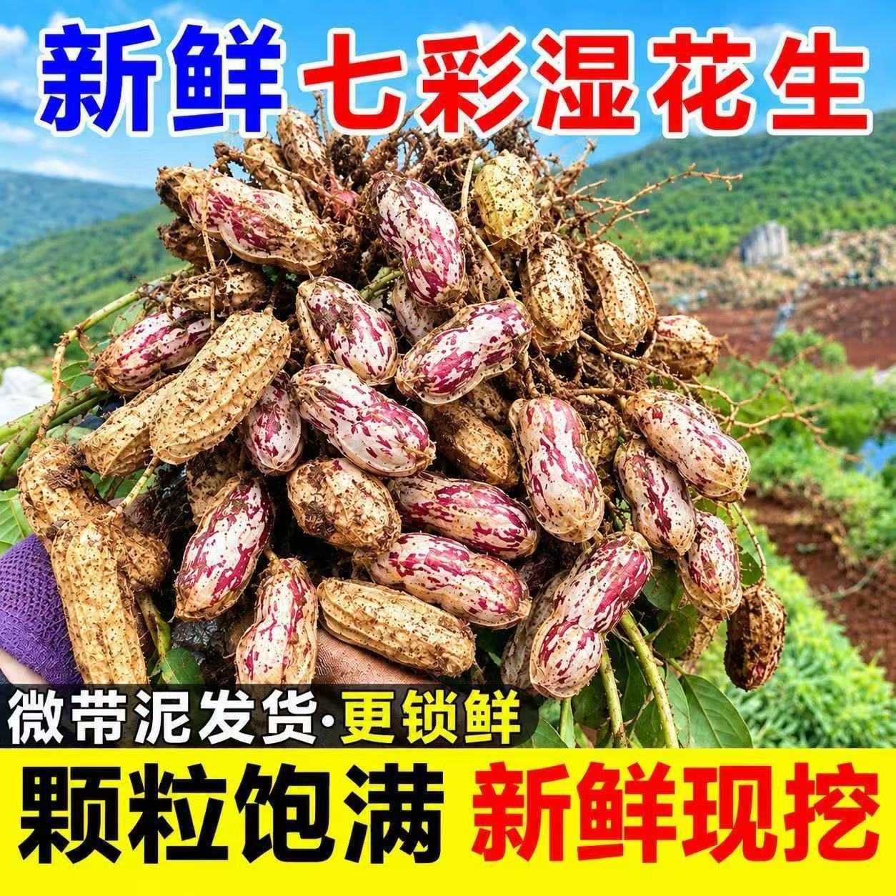云南七彩花生现挖现发微带泥带壳牛奶七彩五彩花生新鲜七彩湿花生