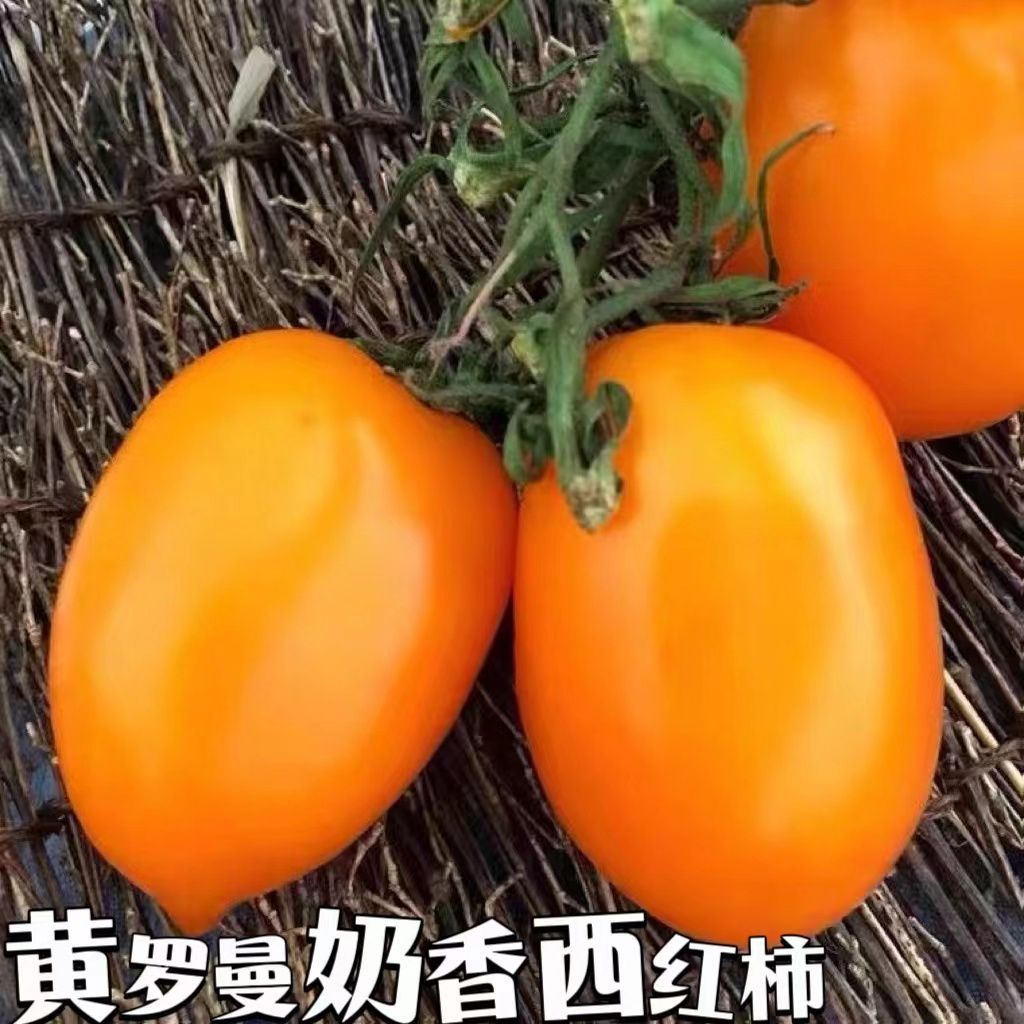 农家自种黄罗曼奶香西红柿当季黄柿子新鲜采摘