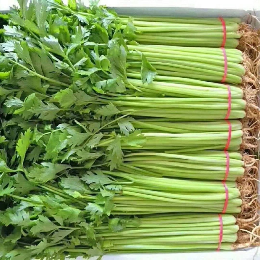 河南新鲜时令芹菜现挖带叶当季农家青菜绿色自种榨汁蔬菜