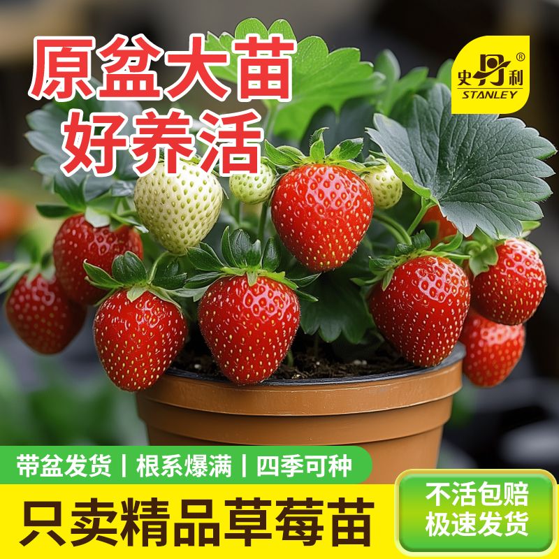 【史丹利】草莓苗盆栽带花丹东牛奶油红颜章姬四季结果秧苗新苗原盆土