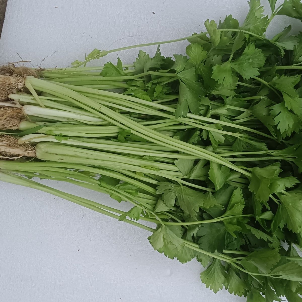 中大叶贵州四川香芹菜凉拌小芹菜苗菜涮盘装饰菜芹菜凉拌