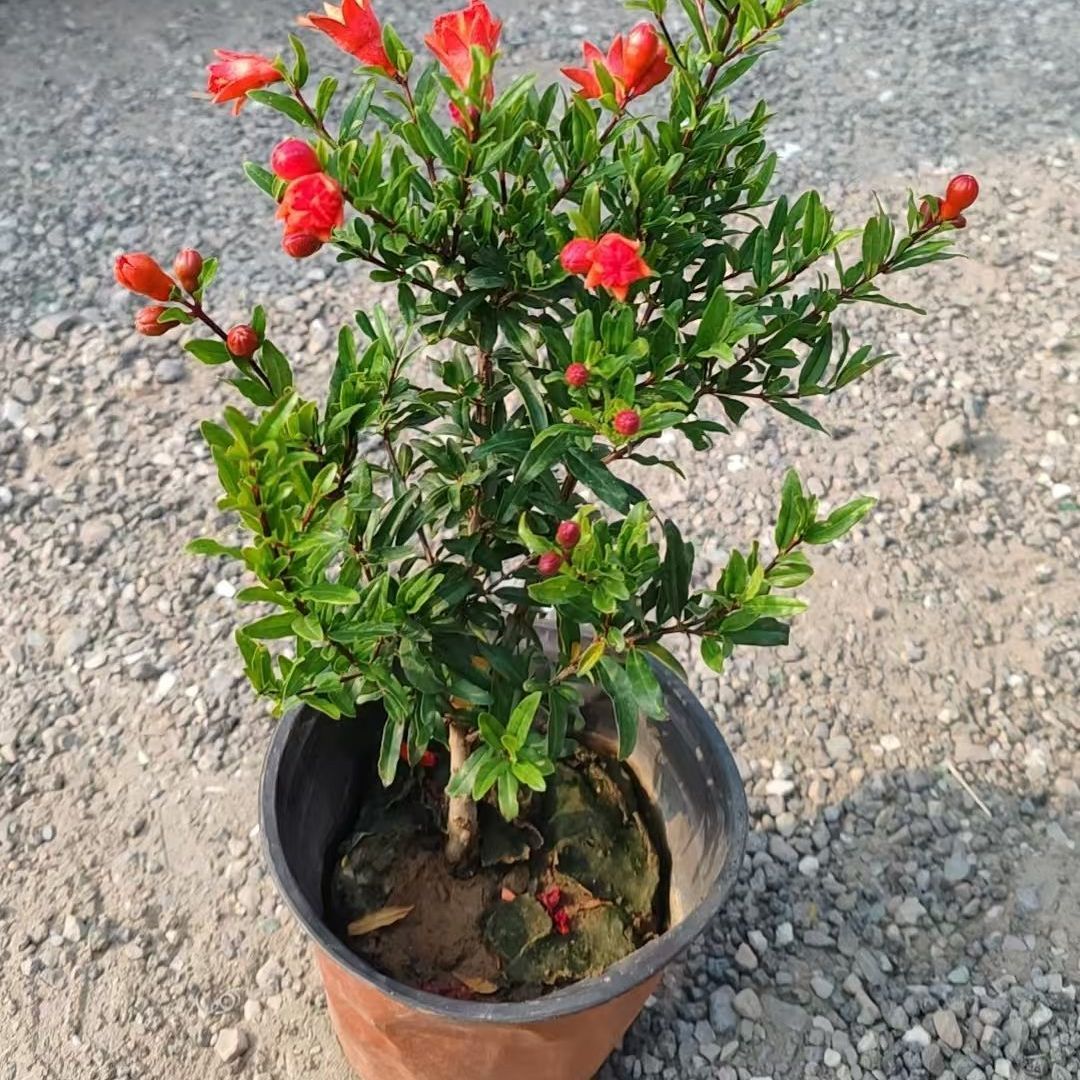 花石榴月季石榴花花盆栽矮霸型盆景室内阳台庭院绿植花卉观花观果