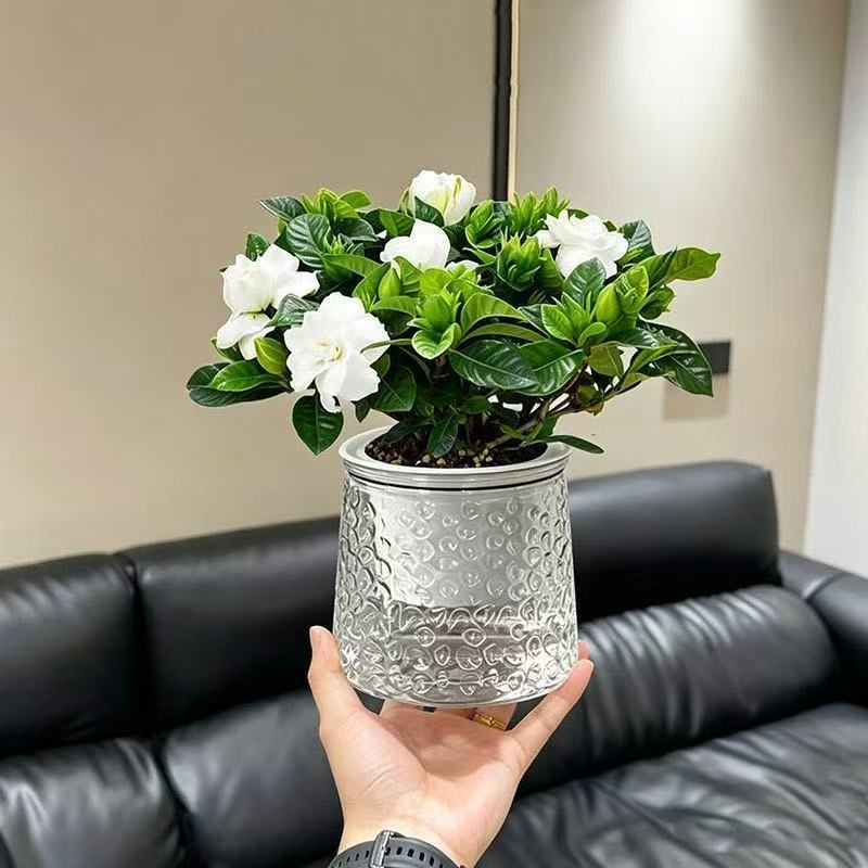 栀子花带花苞室内阳台桌面花卉盆栽绿植好养浓香型水培大栀子花