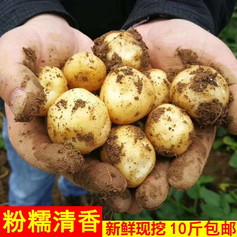 恩施现挖黄心小土豆9斤新鲜土豆粉糯面迷你马铃薯高山洋芋蔬菜1斤