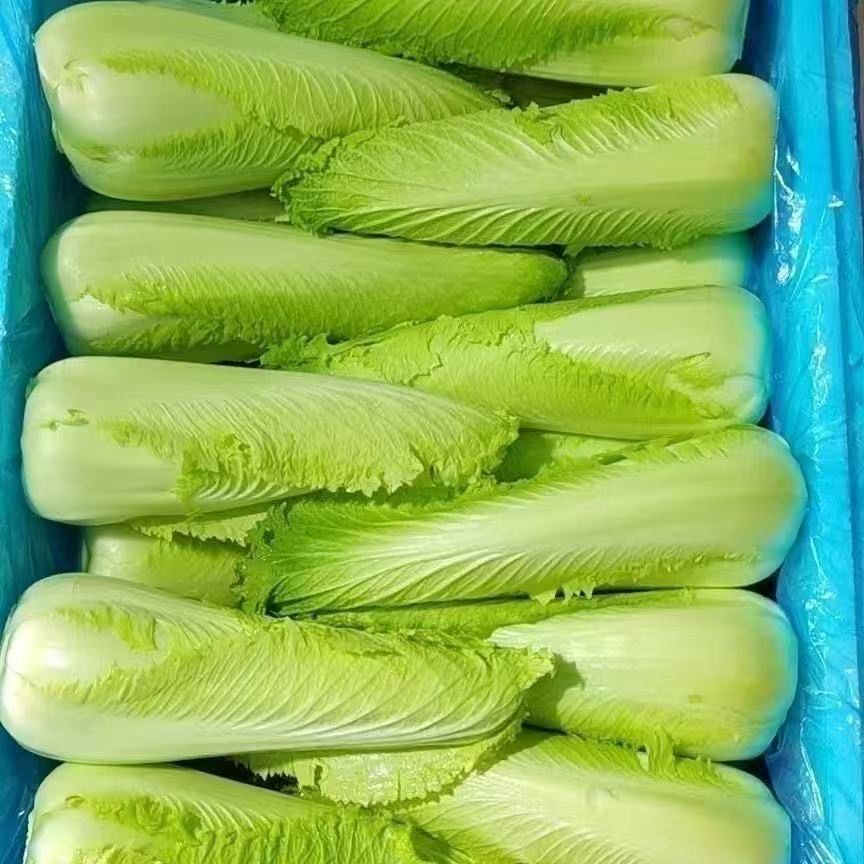 云南龙牙白菜新鲜蔬菜时令蔬菜龙芽菜供港火锅农家菜当季青菜