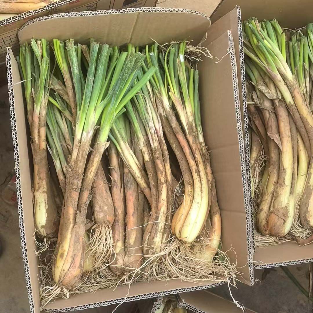 陕北红葱山地旱地红葱红皮正宗农家老葱炖肉炒菜炖汤批发炝油河曲