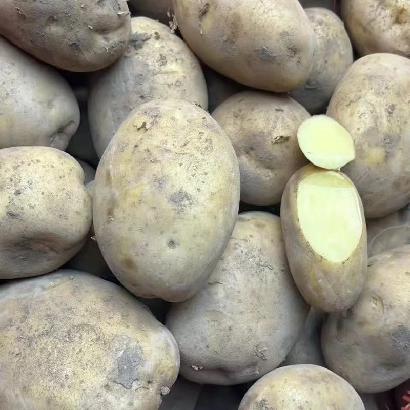 贵州特产黄心洋芋 农家自种黄心土豆新鲜
