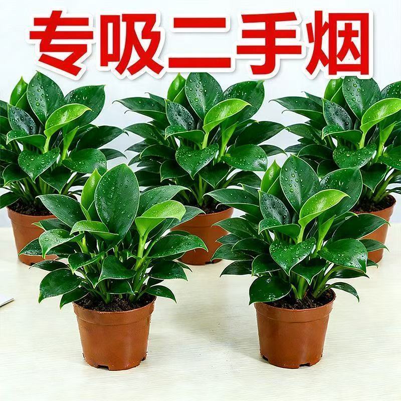 金钻绿植盆栽室内绿植水培土培室内客厅净化空气植物