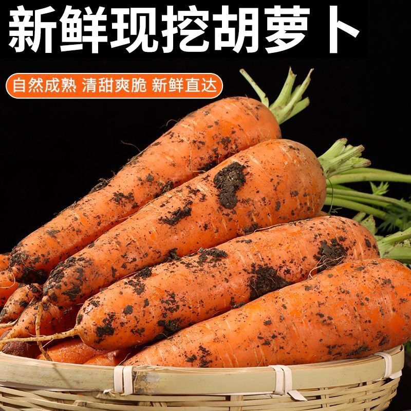 (9斤现挖)新鲜蔬菜5斤沙地大胡萝卜带泥包邮脆甜小萝卜农家种植