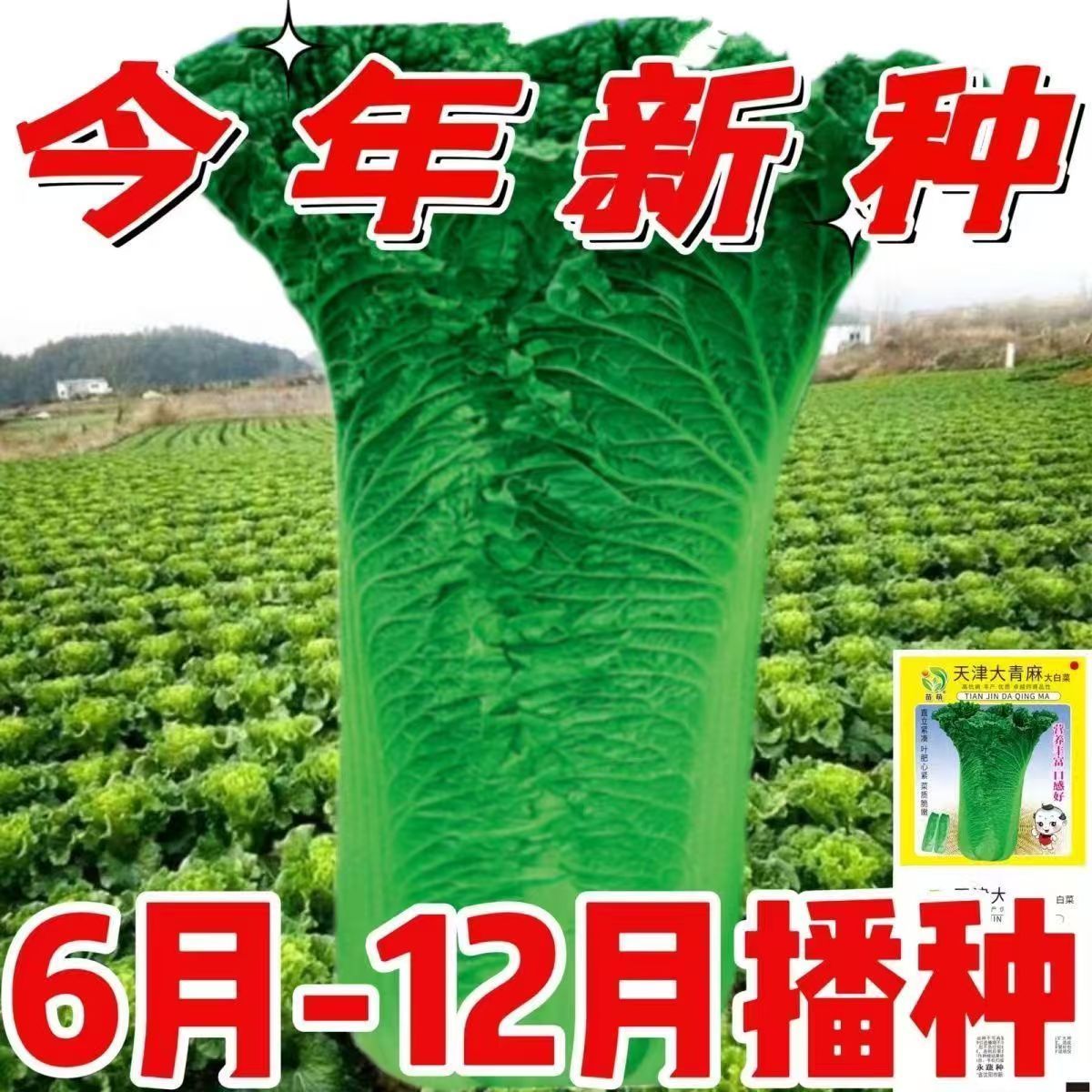 天津青麻叶直筒形白菜种子秋季绿大青麻叶大白菜四季播蔬菜种籽