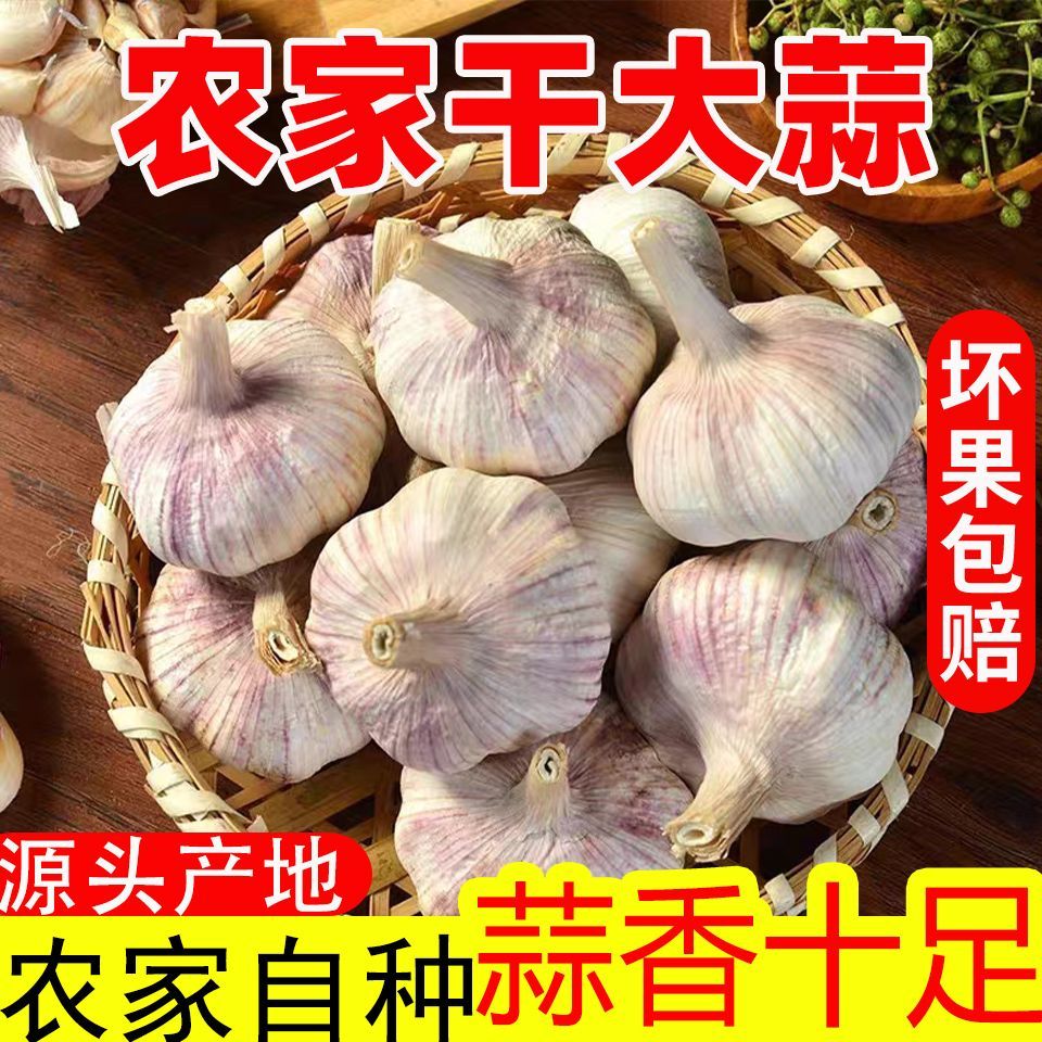 (农家新晒干大蒜 紫白皮土香蒜)大蒜头新鲜蔬菜河南杞县大蒜