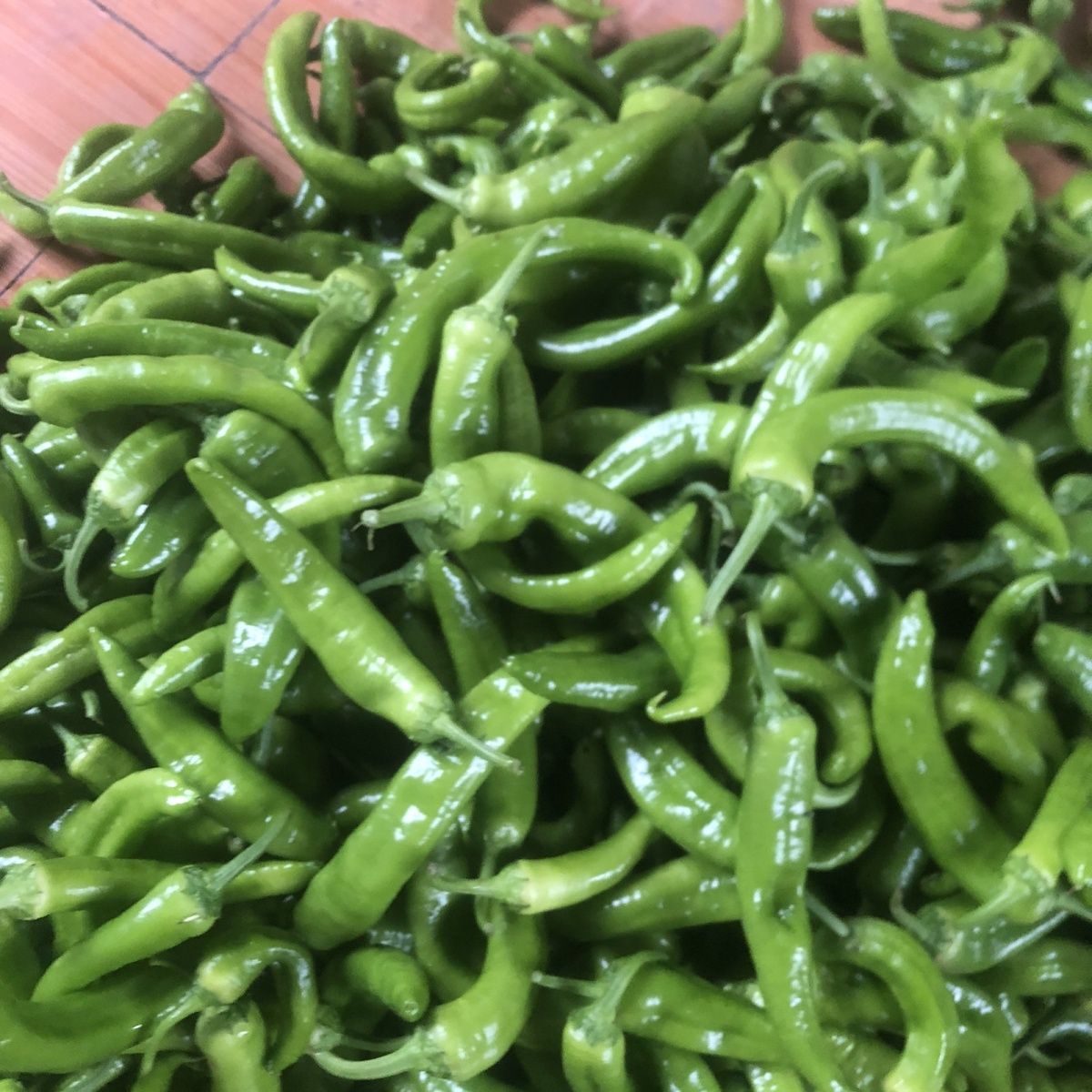 农户新鲜现摘绿尖椒微辣不辣随机发货带弯食堂专用有大有小