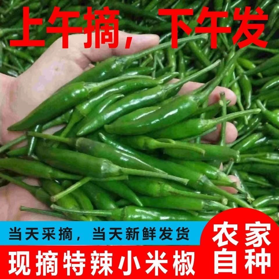 当季蔬菜新鲜青朝天椒青小米辣椒小尖椒剁椒青米椒特辣现摘小米椒