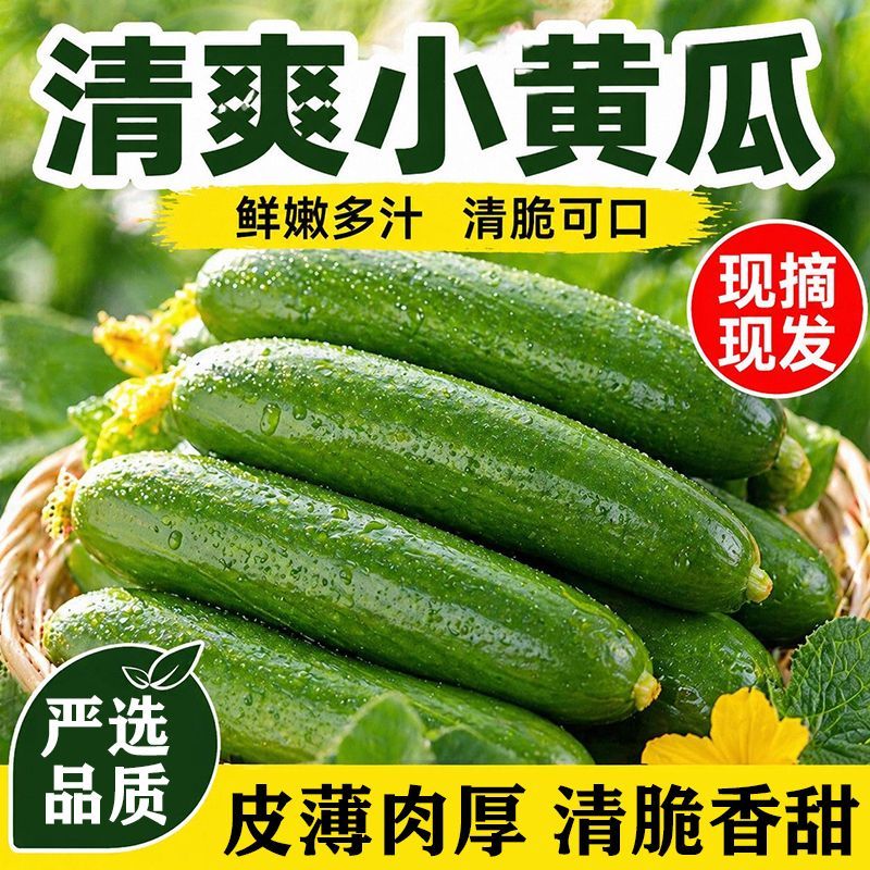 现摘现发寿光水果黄瓜即食蔬菜水果实惠包邮整箱新鲜正宗水果黄瓜