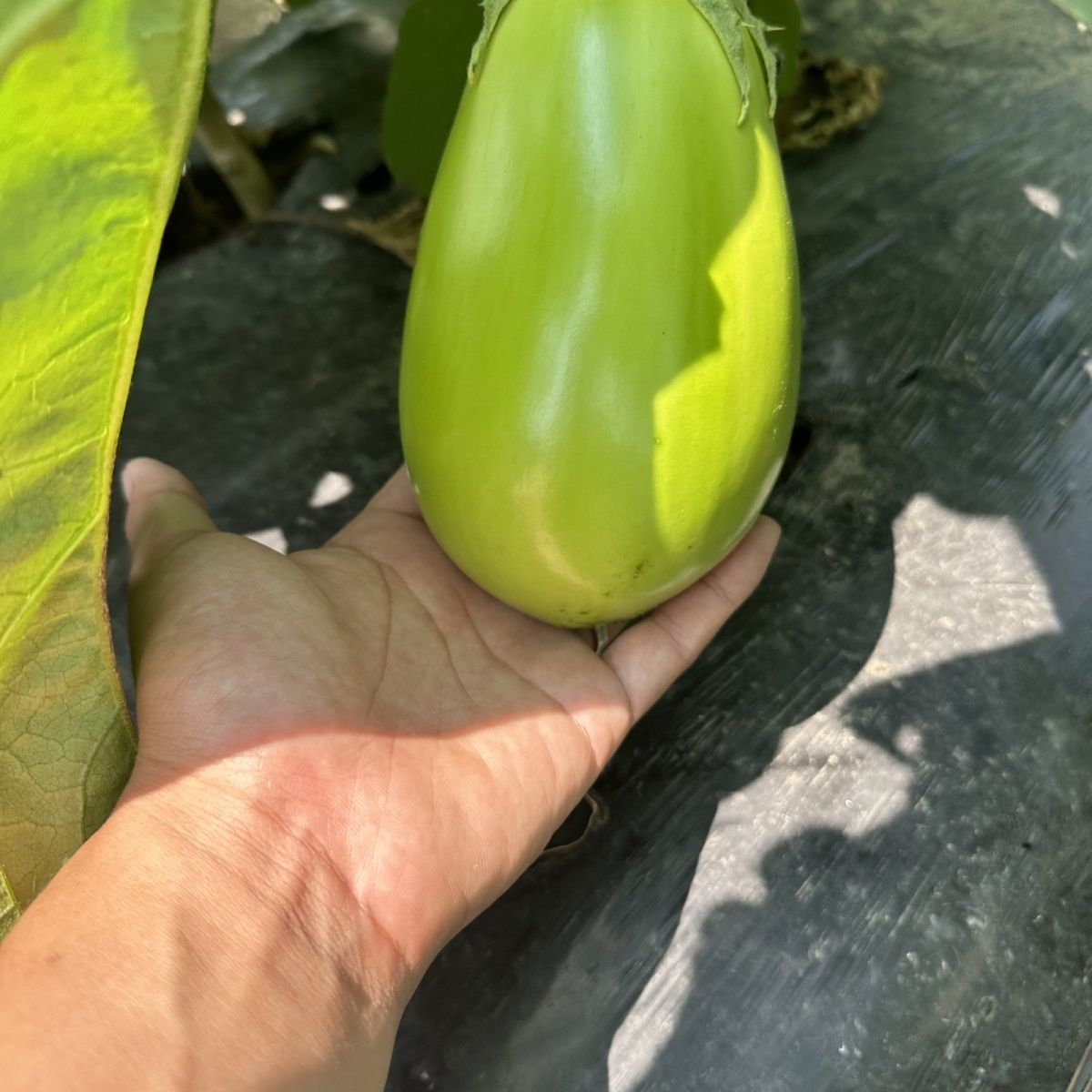水果茄子可生吃蘸酱茄子箱特产新鲜蔬菜青皮绿皮可生农家自种青茄