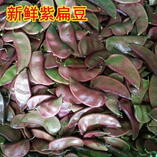 扁豆新鲜江苏紫扁豆新鲜农家扁豆老母猪露天紫边豆角架豆眉豆新鲜