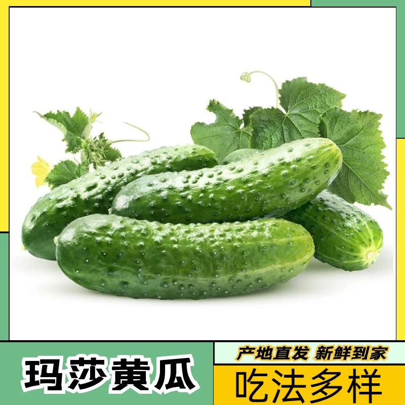 【玛莎黄瓜】山东黄瓜水果小黄瓜现摘青瓜生吃农家旱瓜刺黄瓜