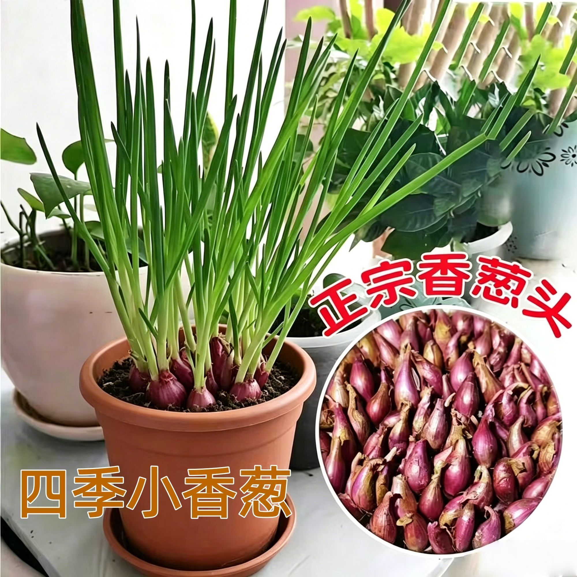 正宗红葱头四季小香葱夏季耐高温蔬菜苗庭院阳台四季种植蔬菜种子