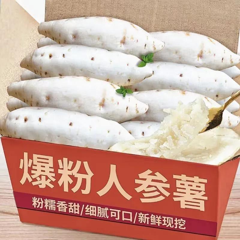 【正宗牛奶人参薯】现挖现发白皮白心人参薯粉糯香甜当季板栗番薯