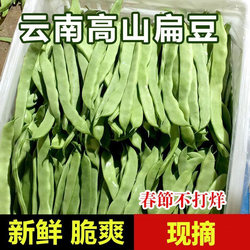 云南露天无筋扁豆芸豆新鲜现摘四季豆便宜蔬菜清仓甩卖3/5/9包邮