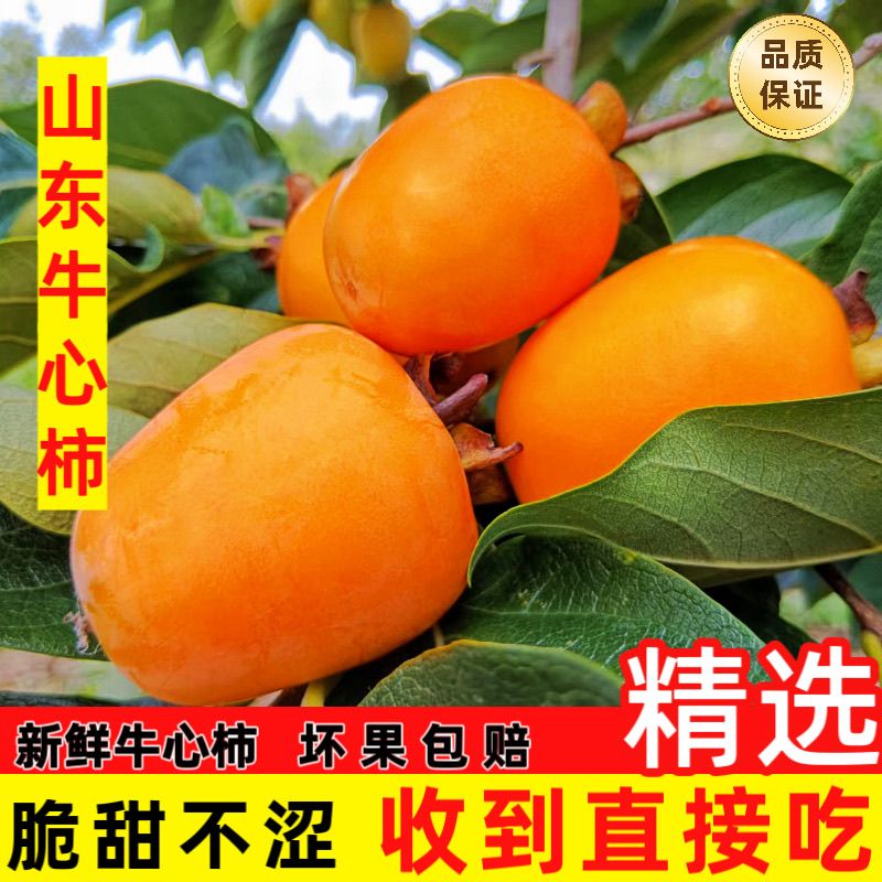 山东牛心柿子脆柿子硬柿子新鲜椭圆现摘芒果柿子无籽水果长柿子
