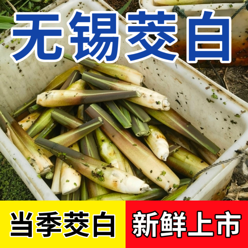 特惠无锡宜兴茭白鲜嫩新鲜现摘青菜高笋水笋农家自种蔬菜火锅食材