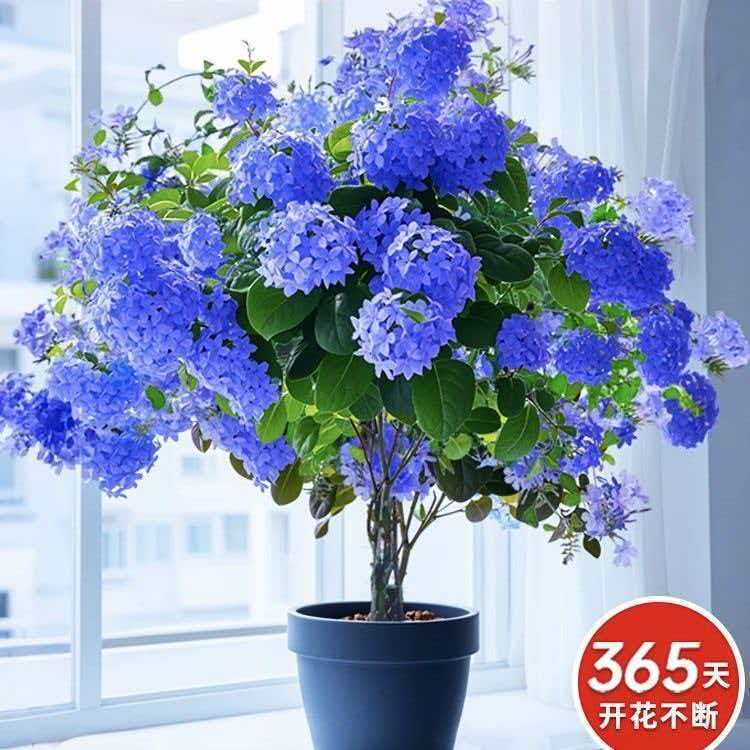 【买一发四】蓝雪花四季庭院开花阳台耐热花卉耐晒植物好养活易爆