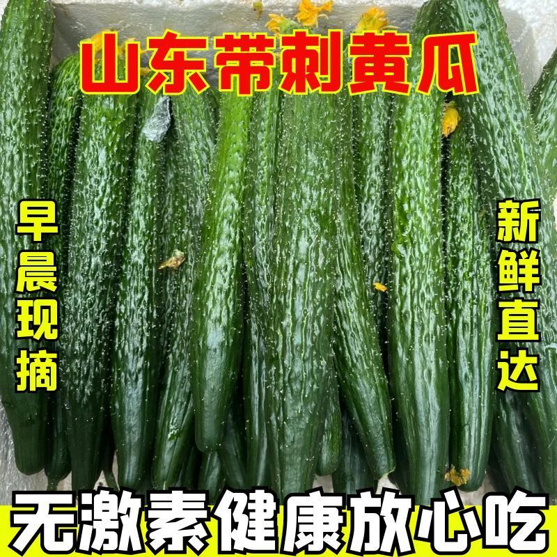 山东新鲜黄瓜青瓜带刺水黄瓜整箱农家现摘现发应季绿心黄瓜