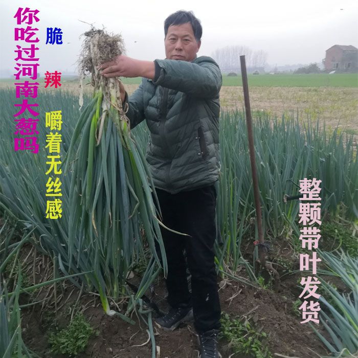 【食用葱】大葱叶新鲜整棵大葱叶子农家蔬菜葱叶可做饭包生吃