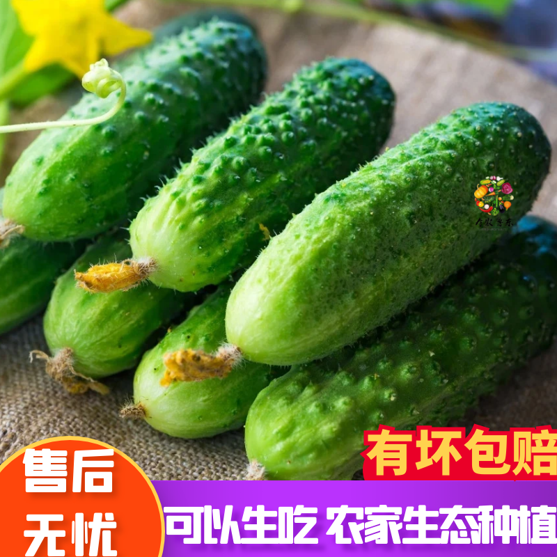 【新店上新】玛莎小黄瓜水果生吃青瓜即食旱黄瓜带刺小黄瓜玛莎