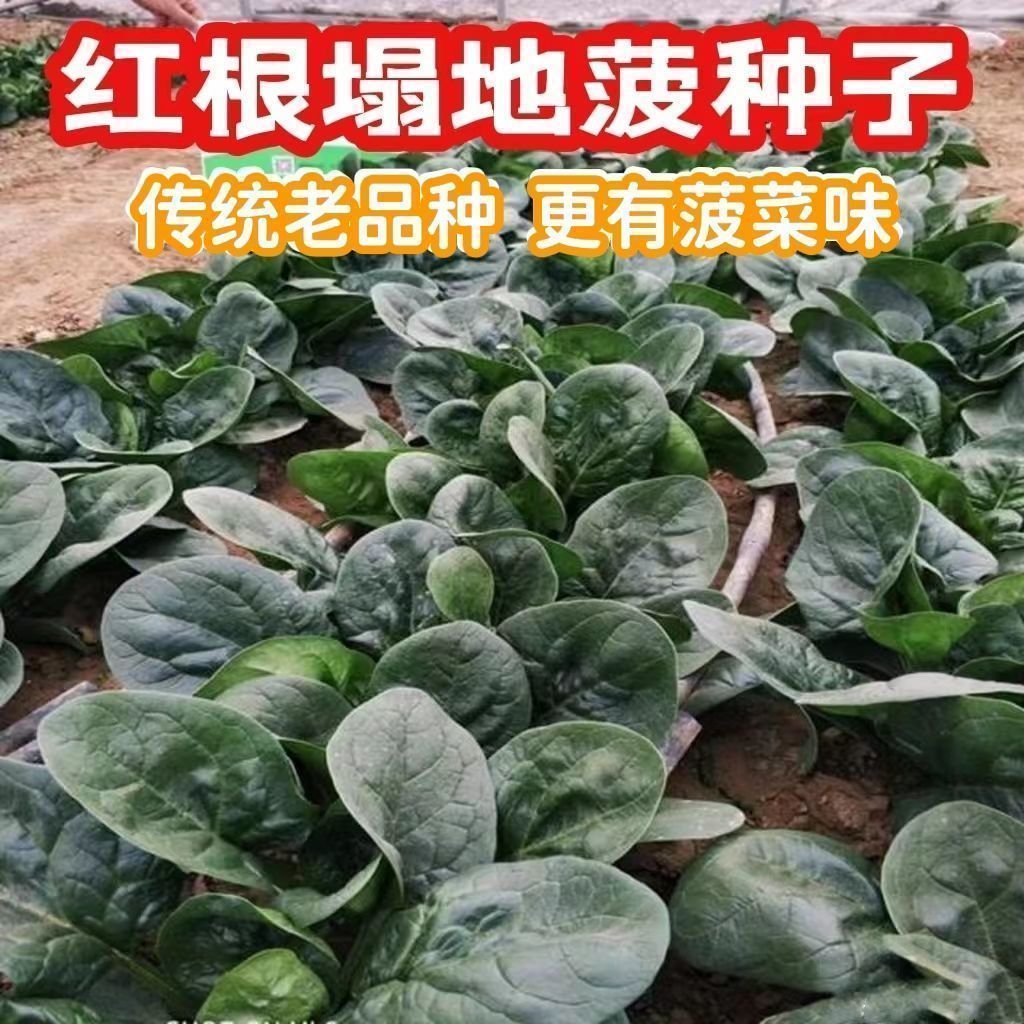 趴地菠菜种子老品种塌地菠春秋冬季红根菠菜易种耐热耐寒菜种蔬菜