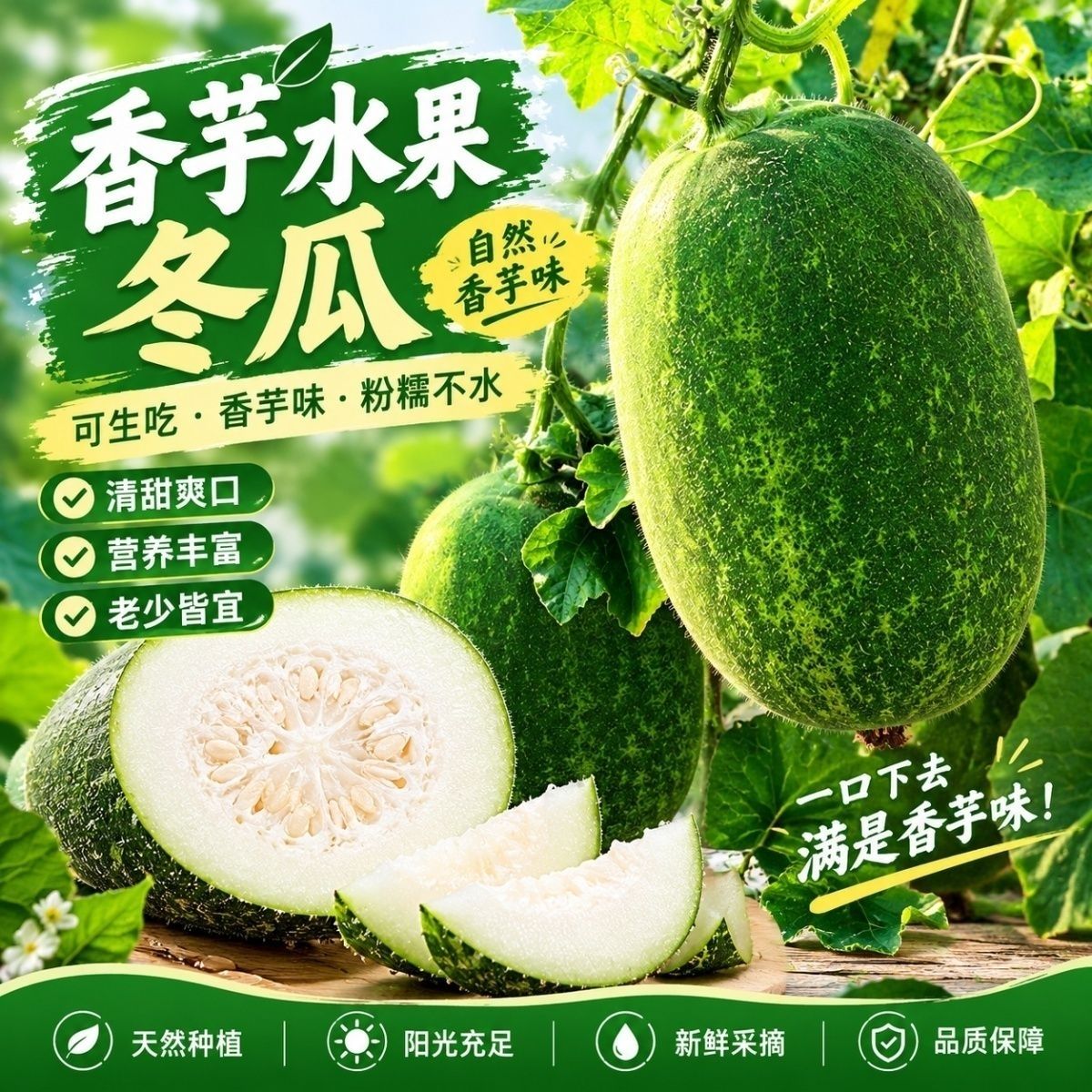 广西节瓜当季冬瓜迷你煲汤自种农家露天新鲜时令蔬菜种植应季