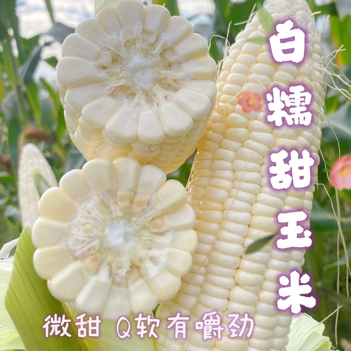 广西新鲜白糯甜玉米微甜Q软有嚼劲好吃皮薄无渣籽粒饱满带皮玉米