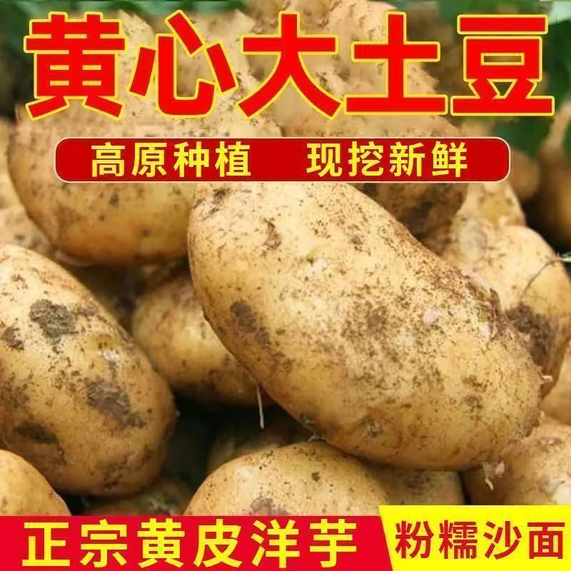 【新上市】正宗黄心土豆新鲜黄皮蔬菜现挖农家马铃薯洋芋便宜批发