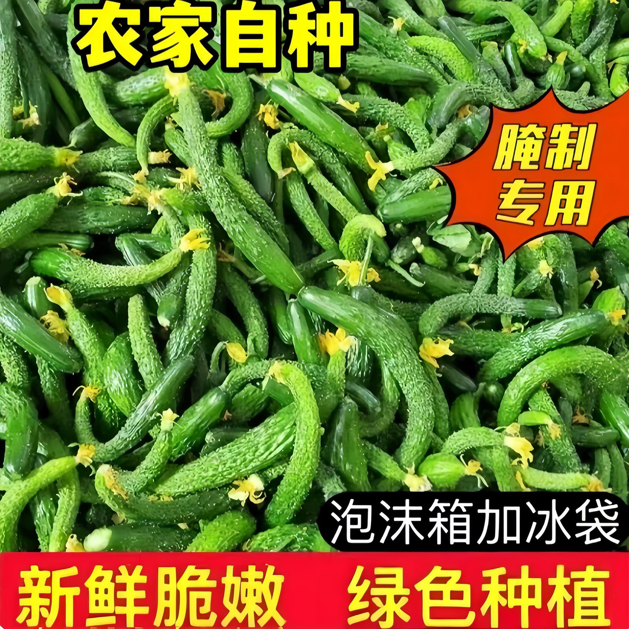 新鲜黄瓜扭农家自种小黄瓜扭腌制专用新鲜脆嫩小拇指黄瓜现摘实惠