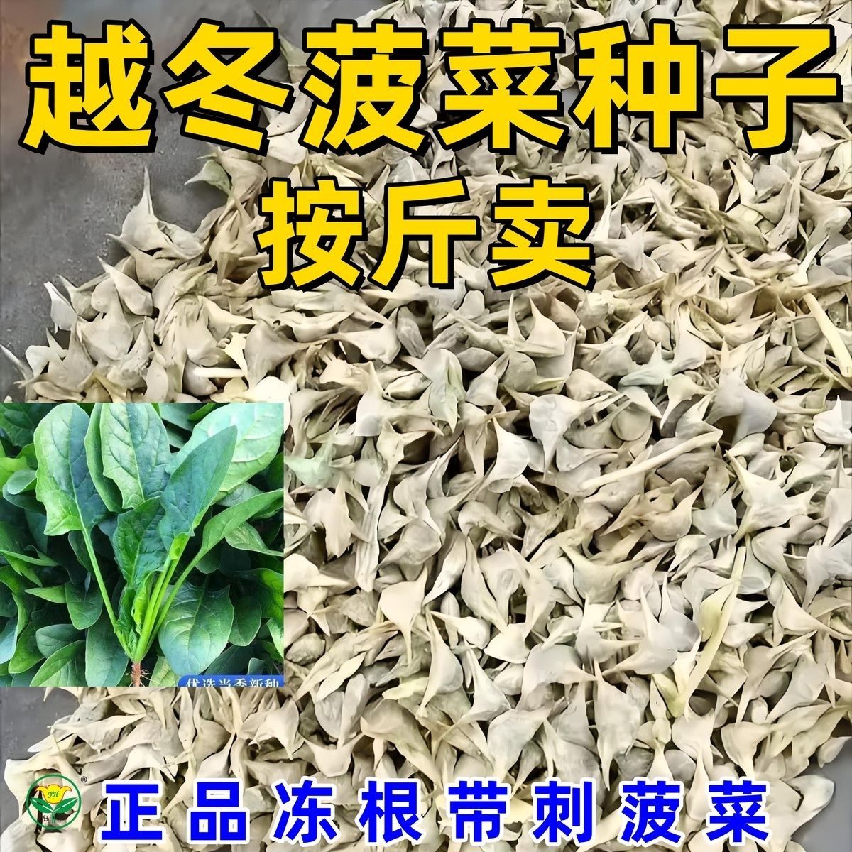 菠菜种子尖叶耐寒批发耐热包邮蔬菜种子越冬菜籽散装种籽四季厂家