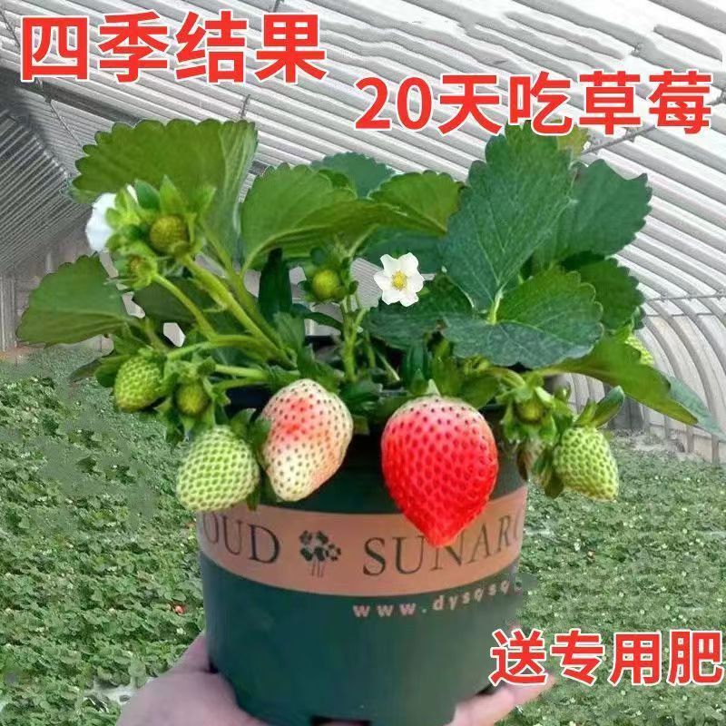 奶油草莓四季原盆带花带果草莓苗加仑盆南北方室内外草莓大果好养