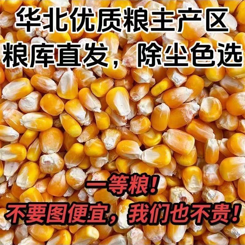 散装新鲜玉米粒批发特价喂鸡鸭鹅鸽子鱼饲料大包无杂玉米粒养鸡