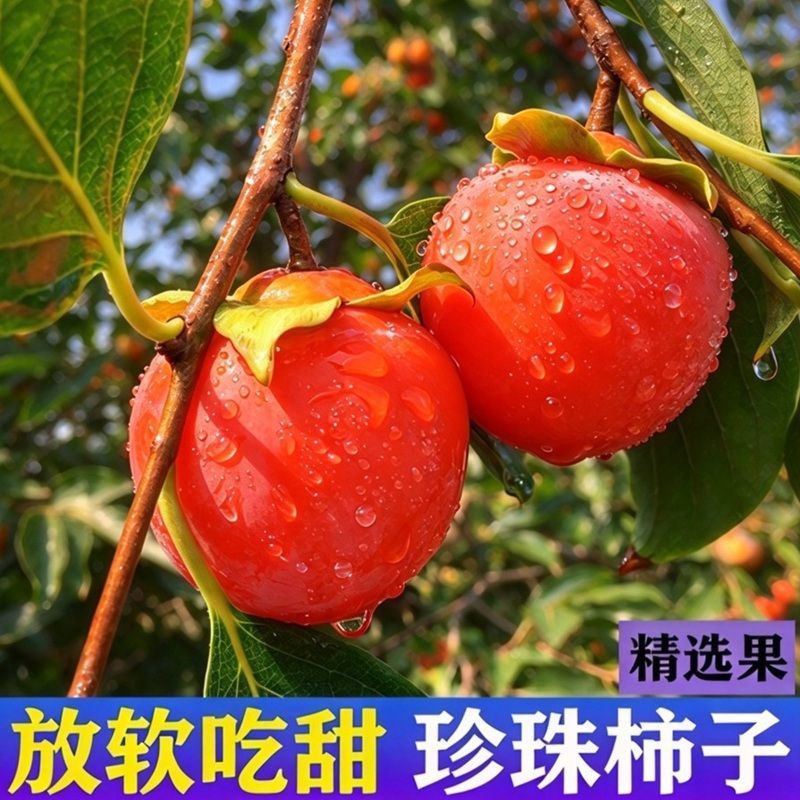 珍珠蜜柿子新鲜水果正宗野生迷你小柿子火罐柿子灯笼软柿子甜柿子