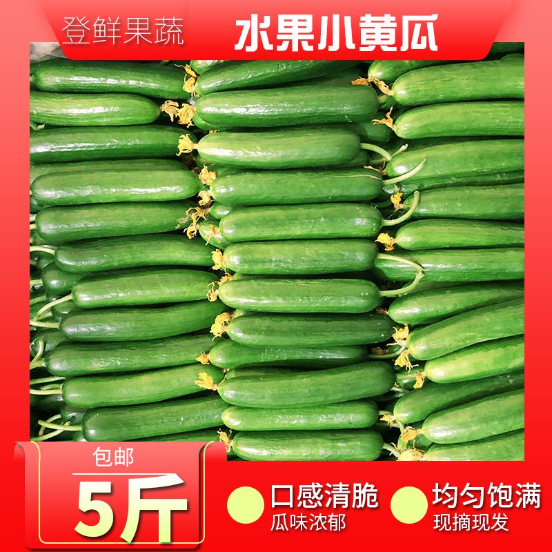 水果黄瓜新鲜生吃荷兰无刺小黄瓜山东寿光绿色蔬菜现摘现发包邮