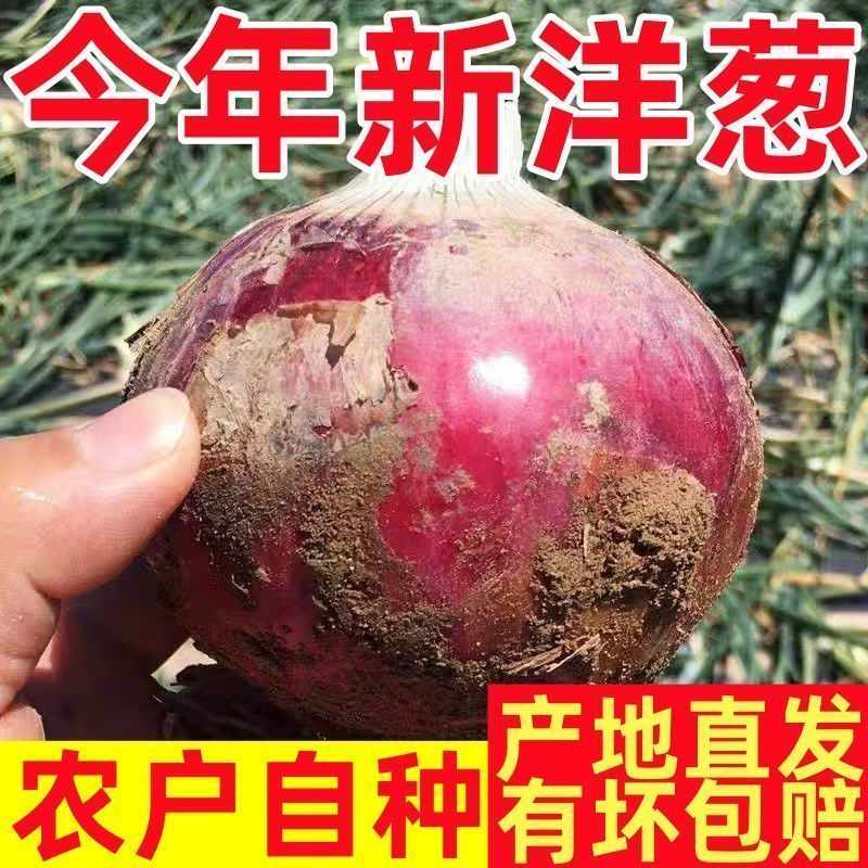 2026当季优质紫皮洋葱农户现摘原生态清甜解辣做辅食便宜