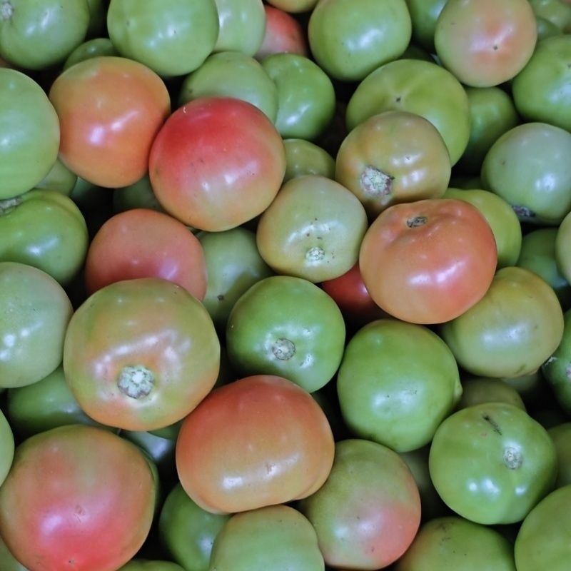 云南露天粉番茄柿蔬菜西红柿蔬菜青绿转色炒菜吃农家自种现摘现发