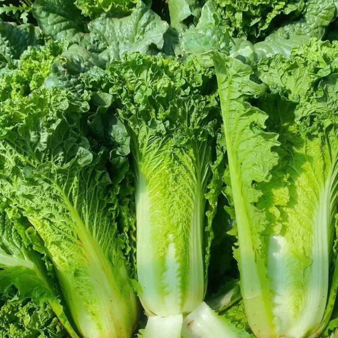新鲜青口麻叶大白菜邵菜麻叶青烟筒菜露天种植当季时令蔬菜火锅菜