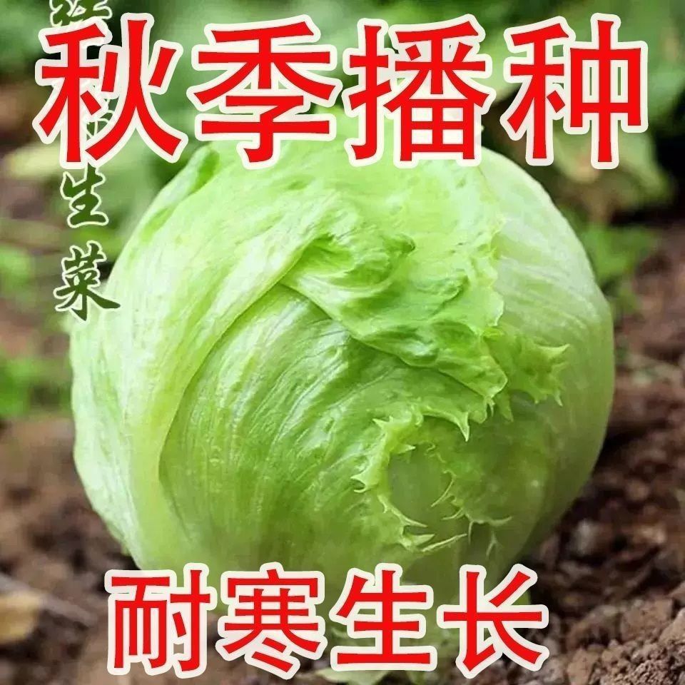 今年新种结球生菜奶油圆生菜包心沙拉火锅用四季播种子