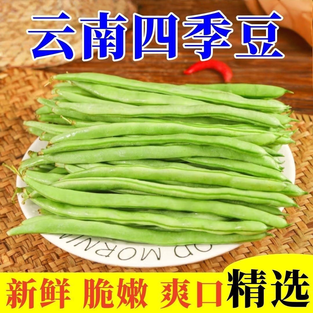 新鲜云南高山四季豆蔬菜豆角露天现摘小金筋豆整箱应季芸豆批发