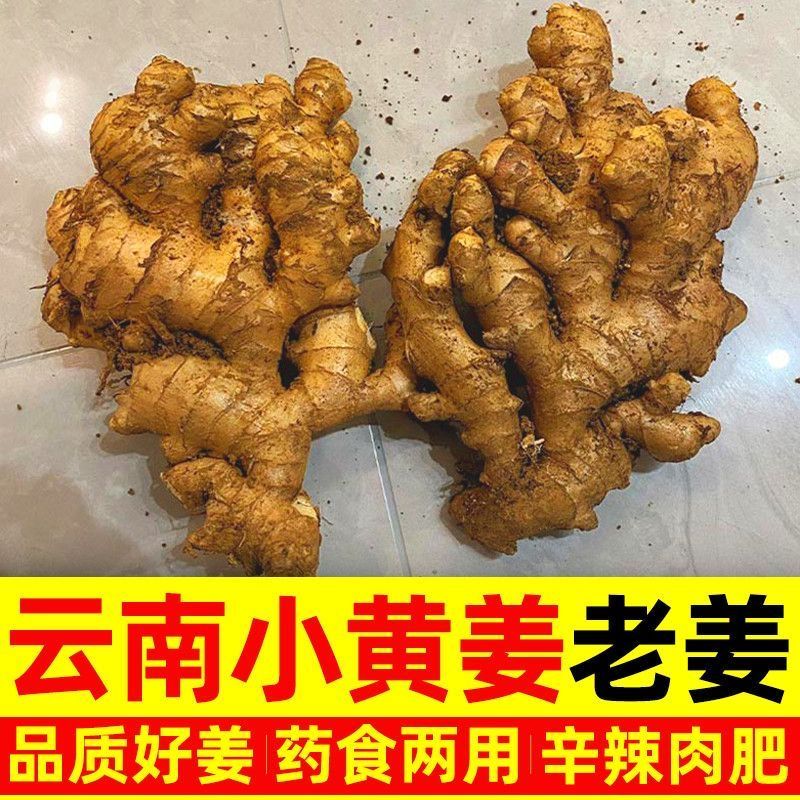 2026年正宗云南小黄姜生姜新鲜现挖老姜批发野生姜月子姜整箱蔬菜