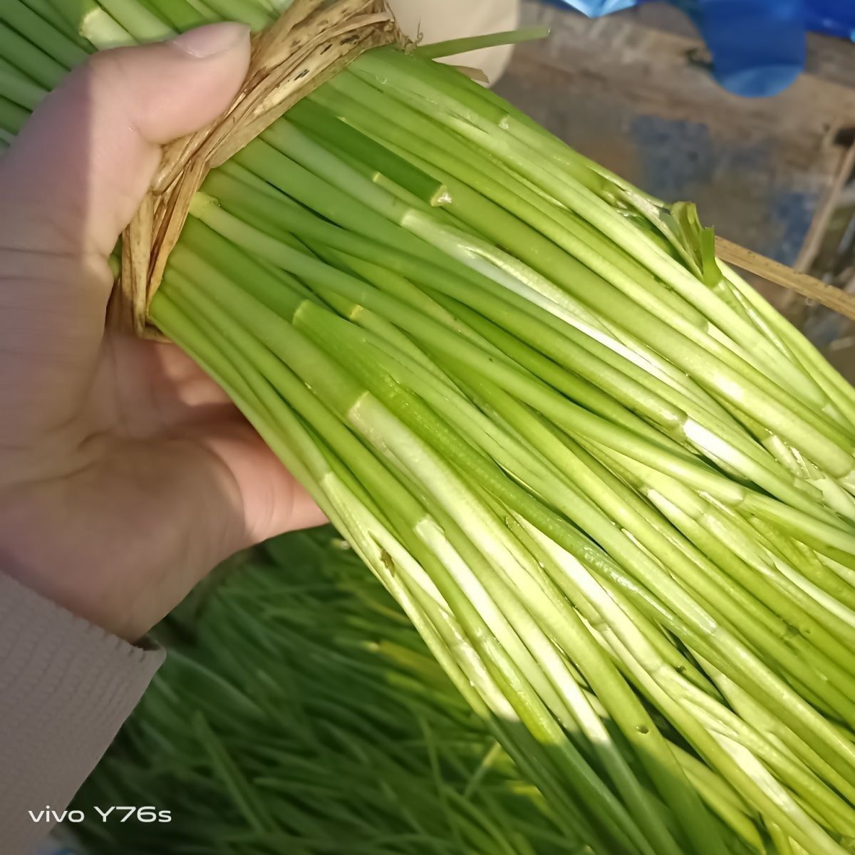 苏北农家自种淮安特产去叶水芹菜新鲜现摘现发批发当季路路通